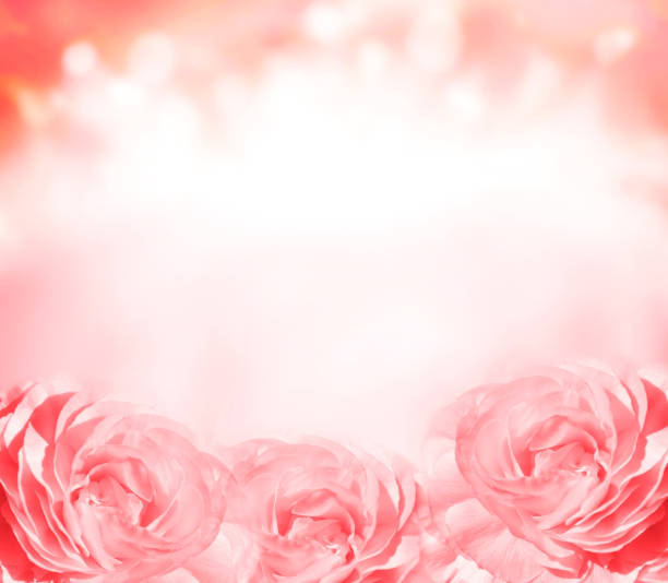 istock Blurred square background with three roses of pink color. Copy space for text 1345176110