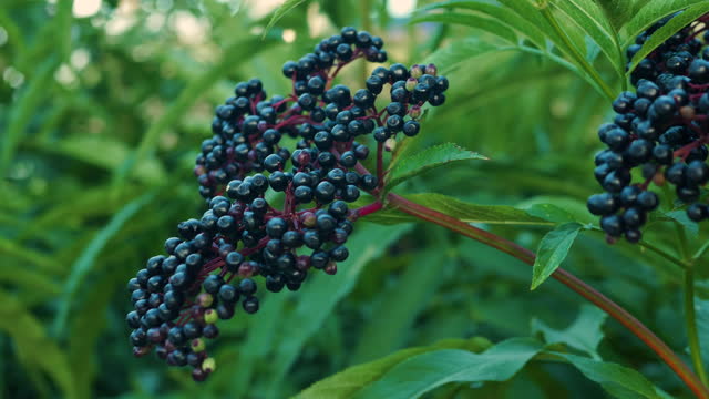 Slow motion elderberry branch sways in the wind. Ripe black berry on the plantation