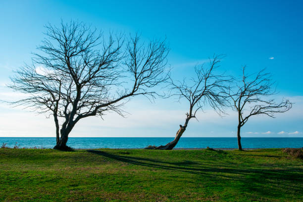 istock three bare trees without leaves on the horizon behind them the sea 1345181013