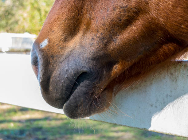 istock Horse Mouth Side View 1345181320