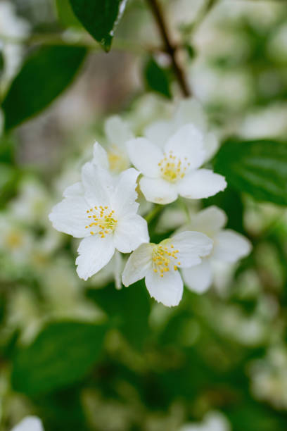 istock Twig with white jasmine flower in spring 1345183813