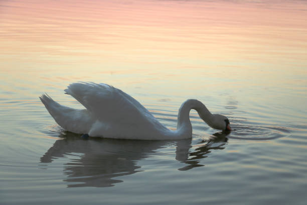 istock Elegant and beautiful white mute swan with orange beak 1345183890