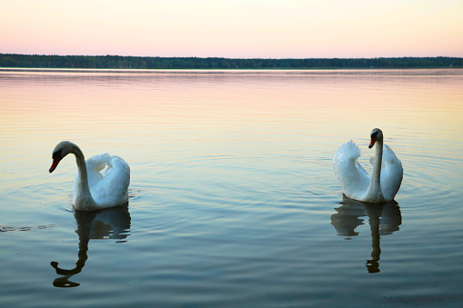 White swans on a blue lake. Beautiful white swan with the family in swan lake, romance, seasonal postcard, selective focus.