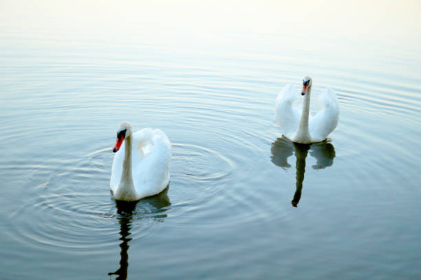 istock Two white swans float on water in park 1345183931