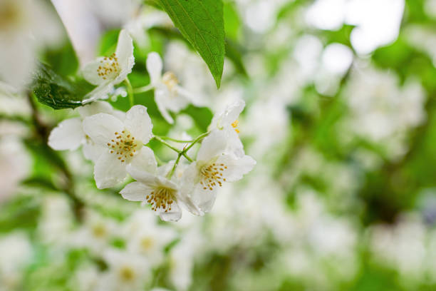istock Twig with white jasmine flower in spring 1345184120