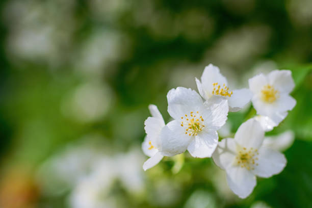 istock Twig with white jasmine flower in spring 1345184469