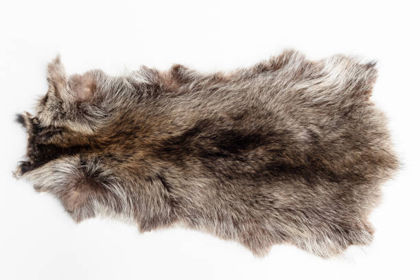 istock canadian marmot skin on white background 1345186871