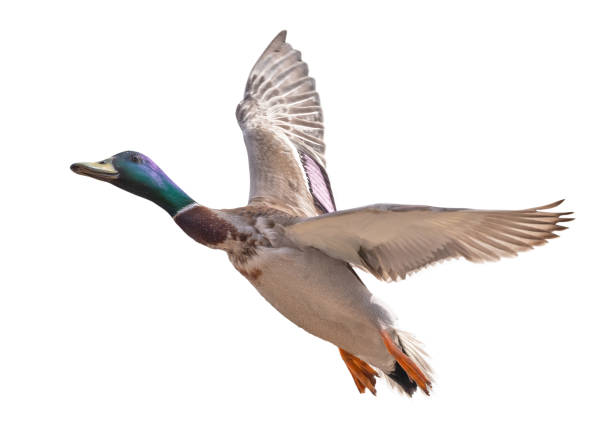 istock dark blue head mallard duck drake in flight on white 1345187531
