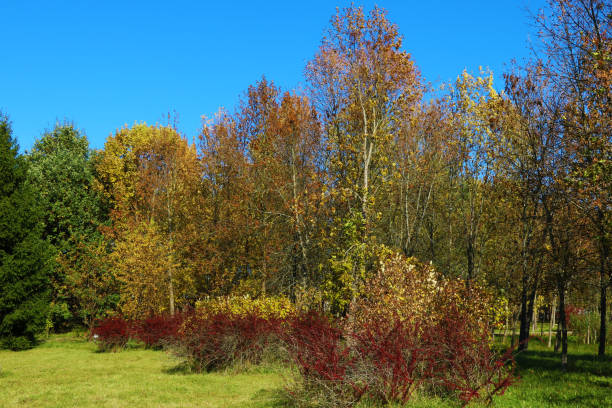 istock Beautiful trees in the park against the blue sky 1345187626