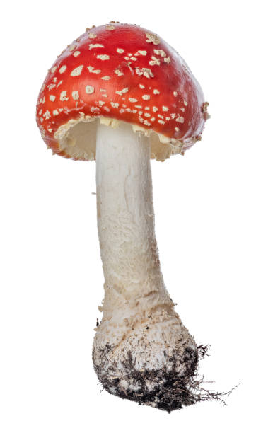 istock small highly poisonous red isolated fly agaric mushroom 1345187707