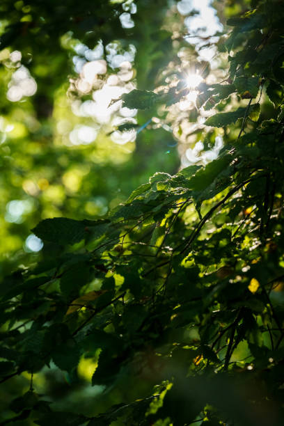 緑のブナの葉と投光器を持つ木の枝 - leaf beech leaf green branch ストックフォトと画像