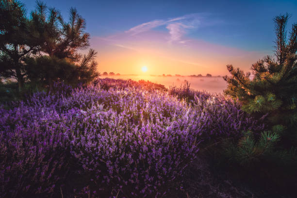 istock Sunrise over flowering pink heather in summer 1345189247