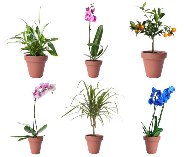 istock Set of different houseplants in flower pots on white background 1345189278