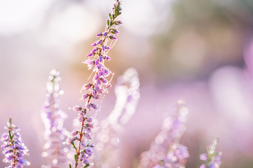 Pink heather in bloom, blooming heater landscape in the National park: Aekingerzand, Netherlands. Holland