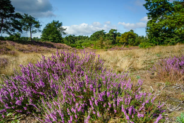 istock Blooming Heather fields, purple pink heather in bloom, blooming heater on the Veluwe 1345189454