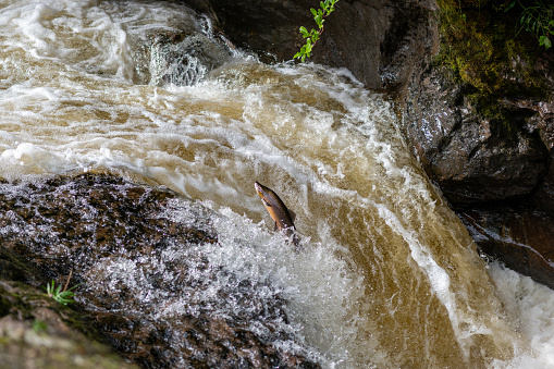 Beautiful wild atlantic salmon swimming upstream jumping up in the waterfall. (Salmo salar)