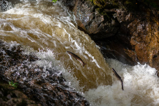 istock Wild antlantic salmon leaping up the waterfall (Salmo salar) 1345189552