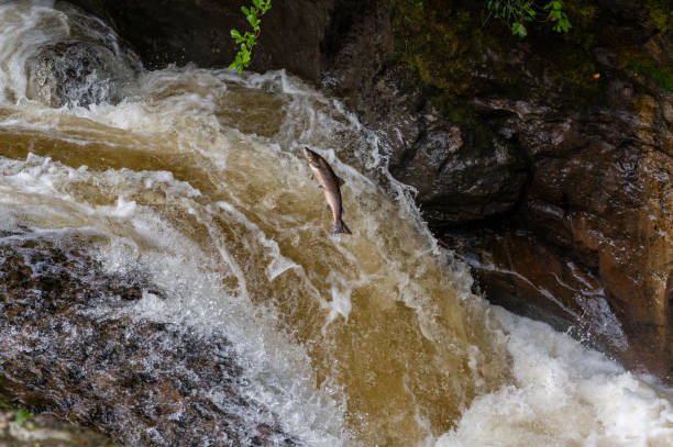 istock Wild antlantic salmon leaping up the waterfall (Salmo salar) 1345189578