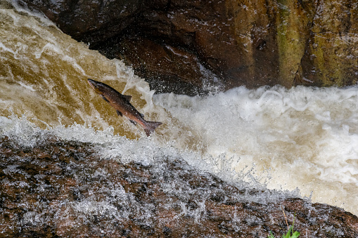 Beautiful wild atlantic salmon swimming upstream jumping up in the waterfall. (Salmo salar)