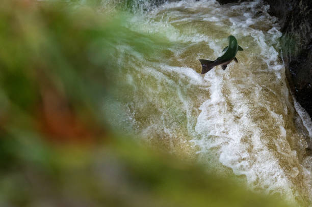 дикий антлантичный лосось прыгает вверх по водопаду (salmo salar) - living organism process horizontal close up underwater стоковые фото и изображения