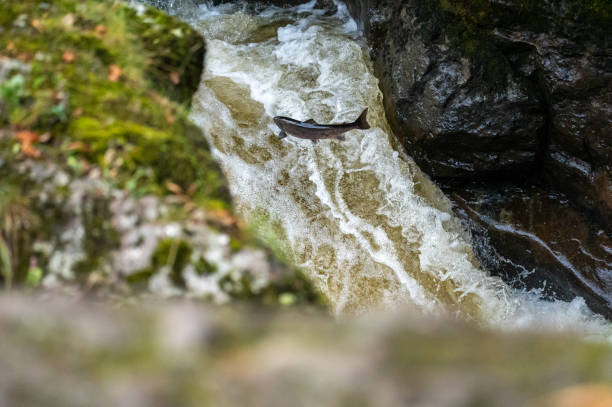 istock Wild antlantic salmon leaping up the waterfall (Salmo salar) 1345189720