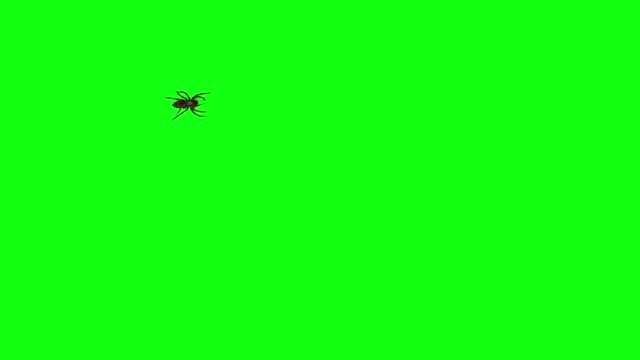 Spider walking on green background. 3D spider walking halloween concept idea
