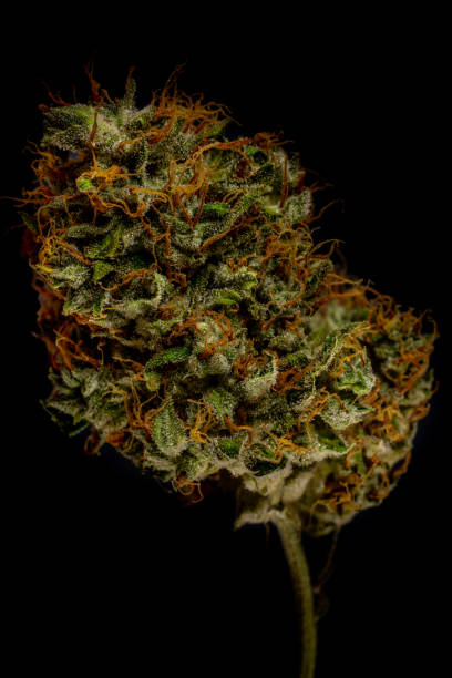 istock Dry marijuana green bloom on white background interior 1345190308