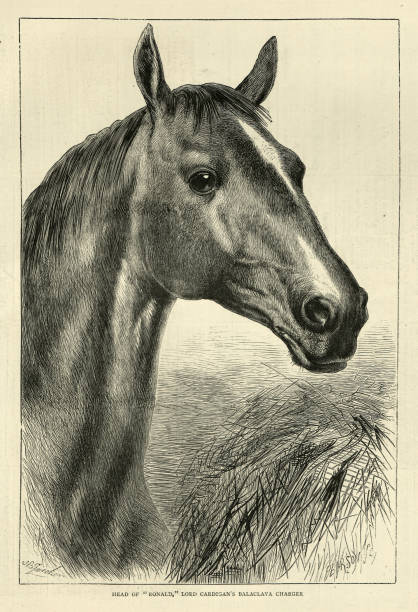 vintage ilustracja ronalda, lord cardigan's balaclava charger, war horse, 19th century - warhorse stock illustrations