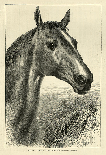 Vintage illustration of Ronald, Lord Cardigan's Balaclava Charger, War Horse, 19th Century