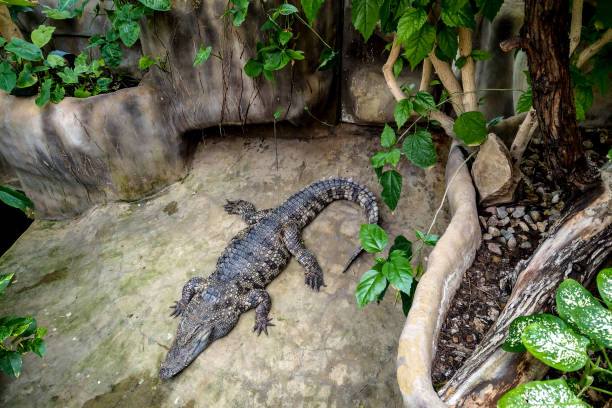 Wildlife crocodile open mouth isolated.