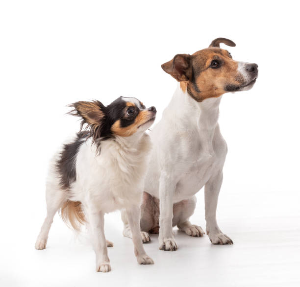 istock Jack Russell and Chihuahua in studio 1345192034