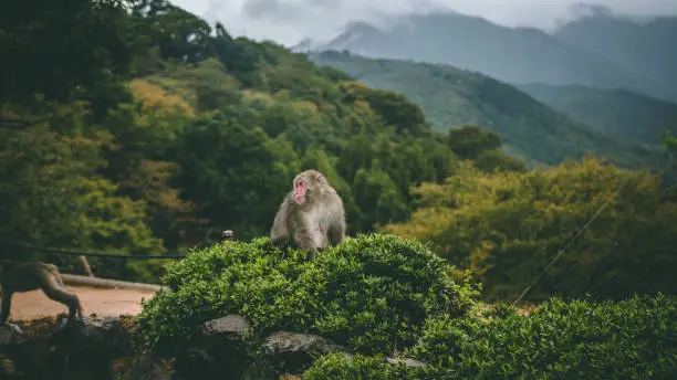 The Japanese macaque, also known as the snow monkey, is a terrestrial Old World monkey species that is native to Japan.