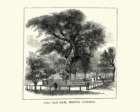 Vintage illustration of Old Elm Tree on Boston Common, USA, 1872, Victorian 19th Century
