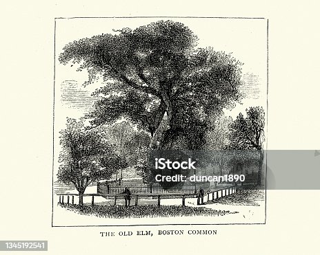 istock Old Elm Tree on Boston Common, USA, 1872, Victorian 19th Century 1345192541