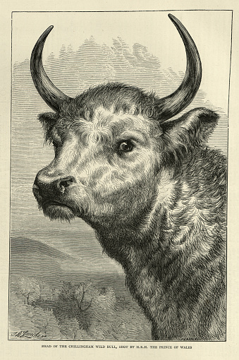 Vintage illustration of Chillingham cattle, Bull, 19th Century. Chillingham cattle, also known as Chillingham wild cattle, are a breed of cattle that live in a large enclosed park at Chillingham Castle, Northumberland, England.