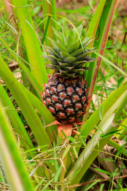 istock Pineapple plant with unripe fruit growing in the garden 1345193954