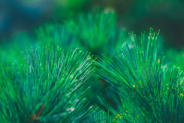 istock Forest background of pine needles 1345193986