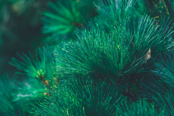 istock Forest background of pine needles 1345194098