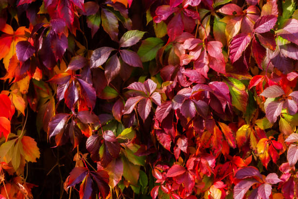 Virginia creeper leaves. Virginia creeper leaves. Bright autumn red leaves. Natural background. The wall covered with climbing vine parthenocissus stock pictures, royalty-free photos & images