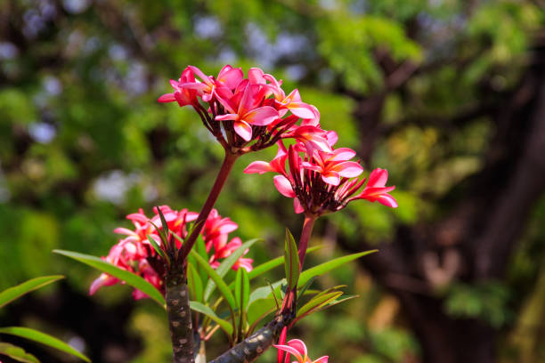 istock Beautiful blooming Plumeria tree, also known as Frangipani and Temple tree 1345194235