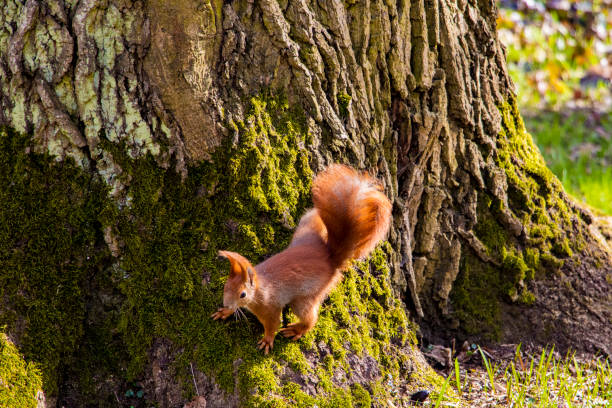 istock Beautiful funny squirrel sitting on a tree in the park. 1345194509