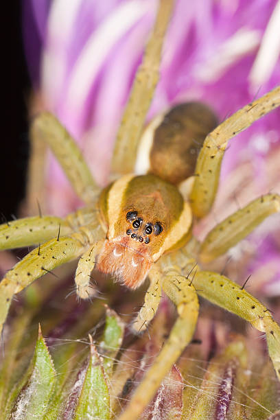 istock Young Dolomedes spider sitting on thistle 134519466