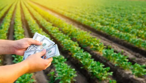 Photo of Dollar bills in the hands of a farmer on a background of plantation. Profit, income from agribusiness concept. Agricultural startups. Support and subsidies. Farm loans. Selective focus