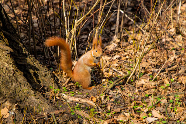 Funny big squirrel sits on its hind legs and carefully looks