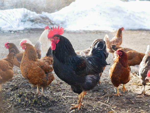 istock Free range black rooster and hens in a farmyard 1345195464