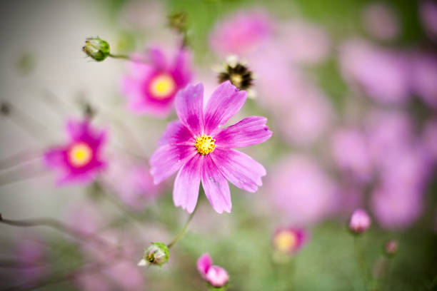Pink garden cosmos.