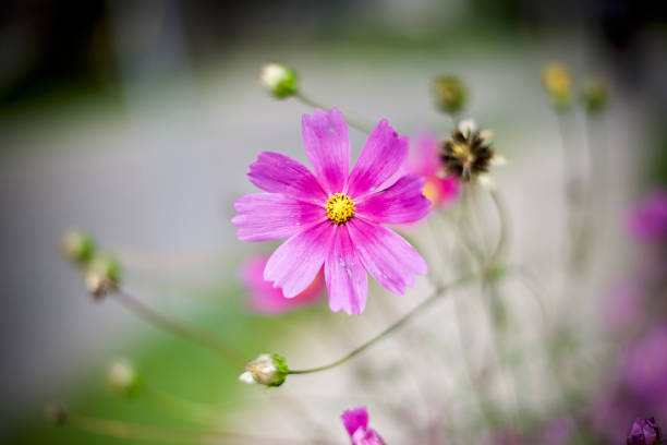 istock Pink garden cosmos. 1345196796