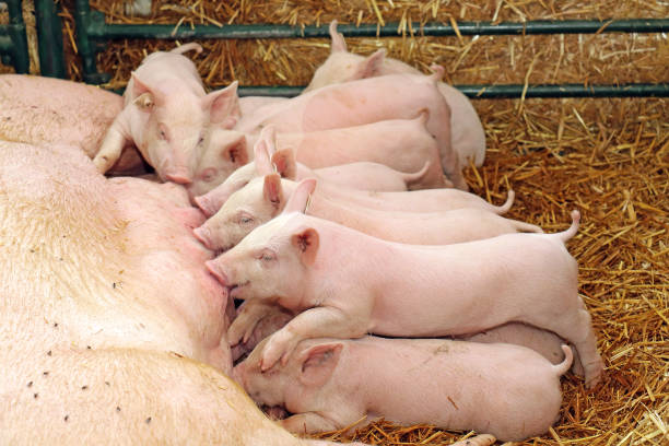 Small piglets in farm stock photo