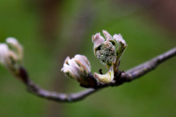 istock Small branch with young twigs in spring. 1345197371