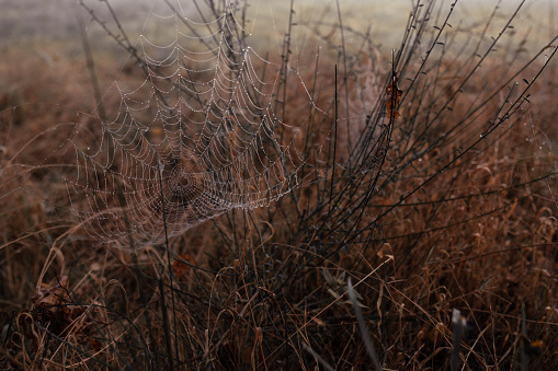 Spider web on autumn field. High quality photo